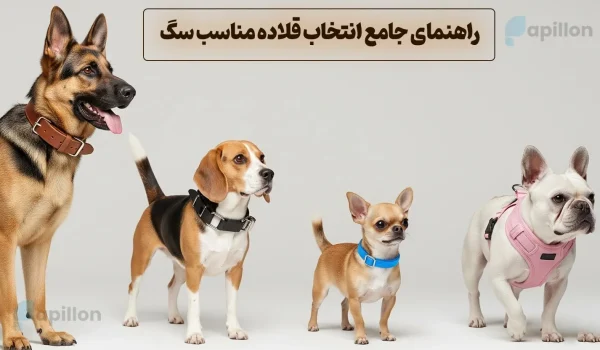 راهنمای جامع انتخاب قلاده مناسب سگ در پاپیلون مارکت